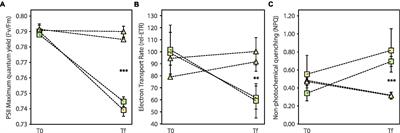 Nested interactions between chemosynthetic lucinid bivalves and seagrass promote ecosystem functioning in contaminated sediments